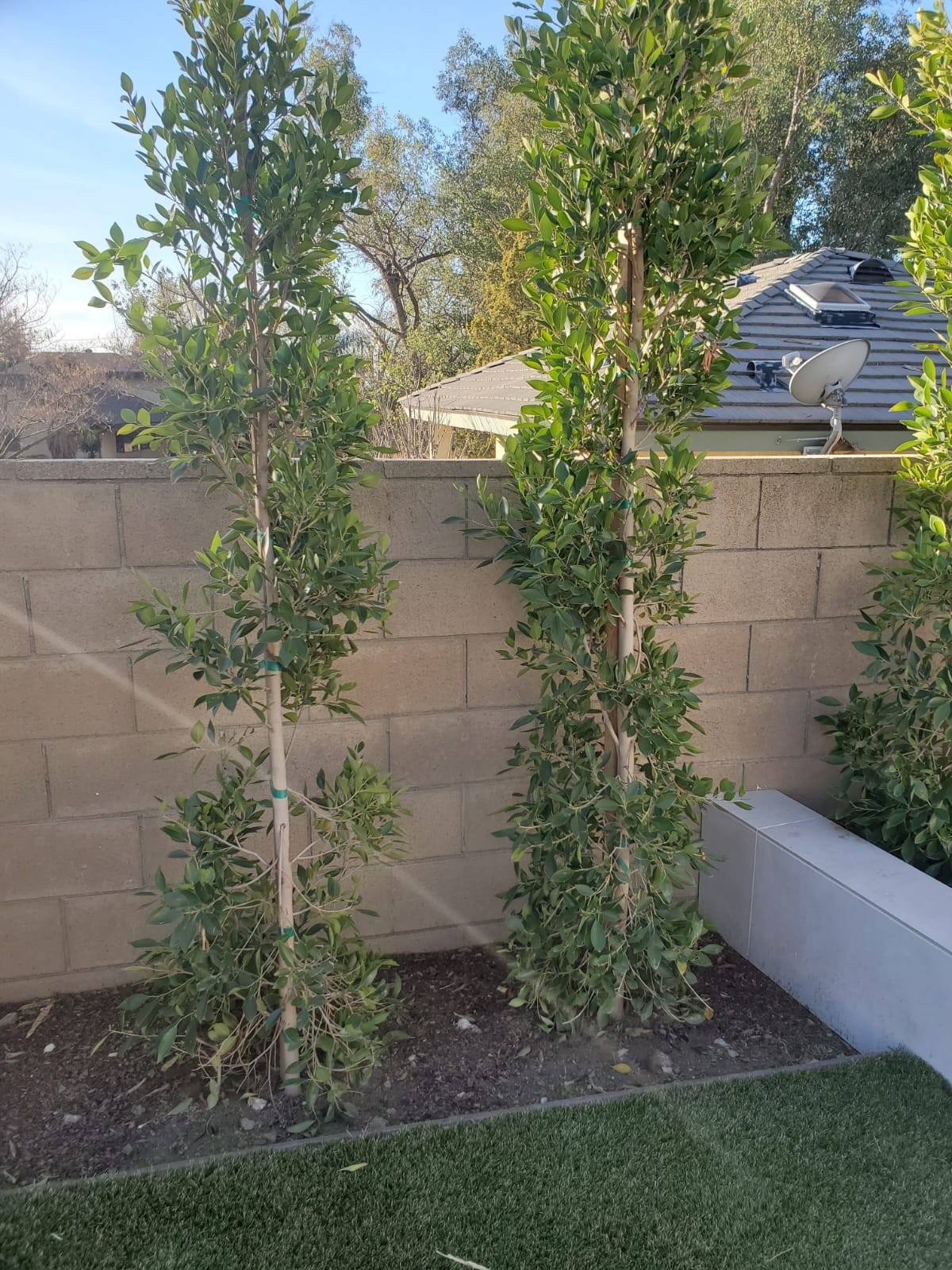 Landscaping 