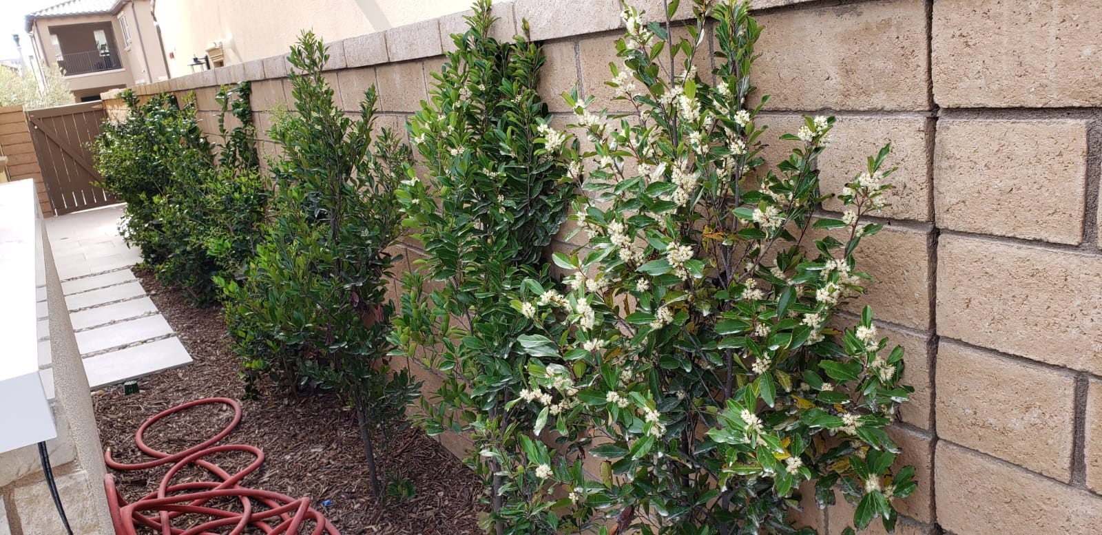 Landscaping 