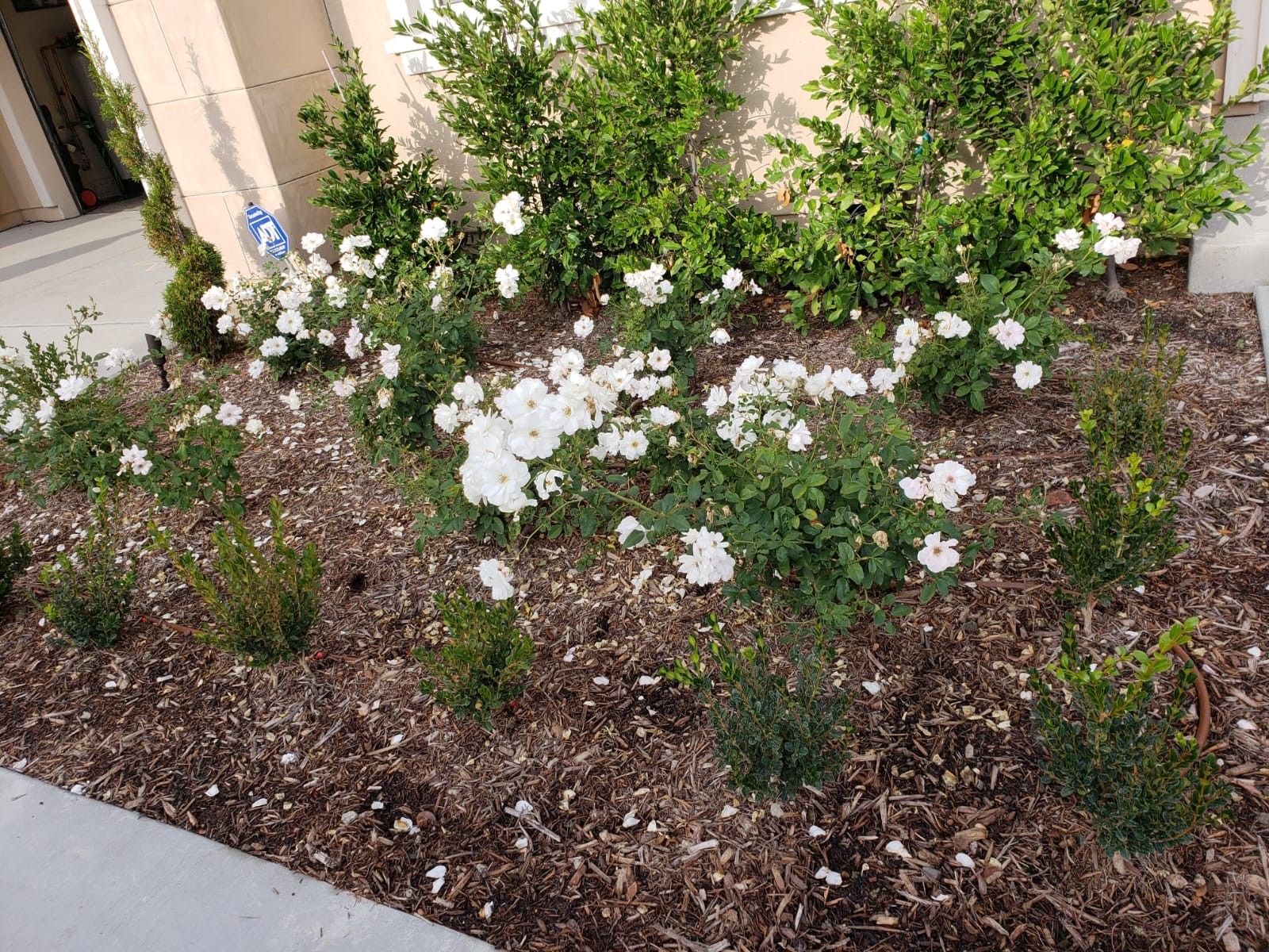 Landscaping 