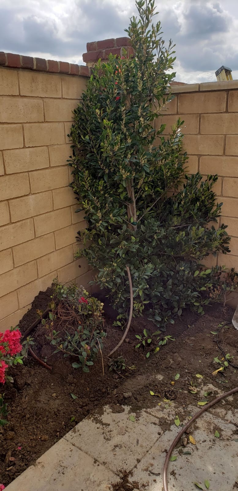 Landscaping 