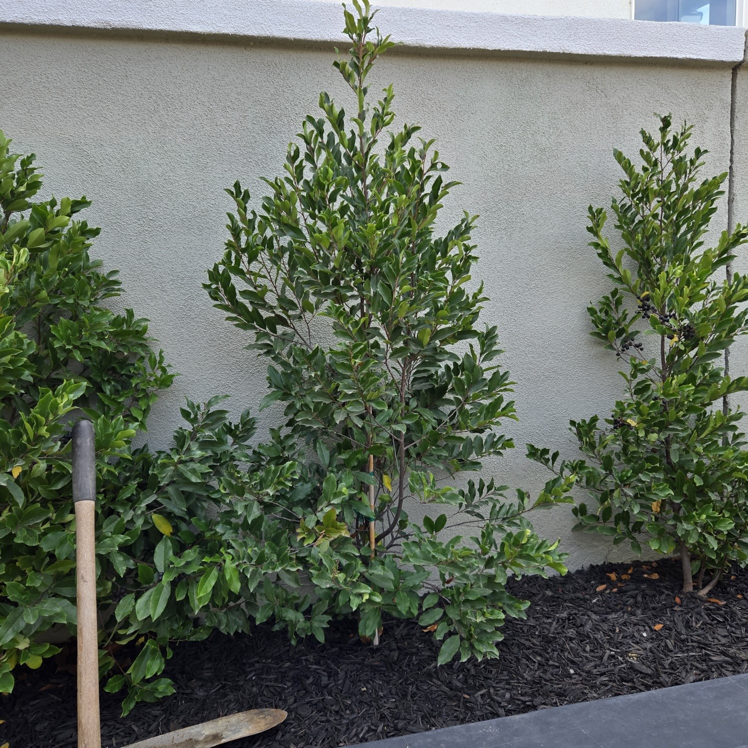 Landscaping 