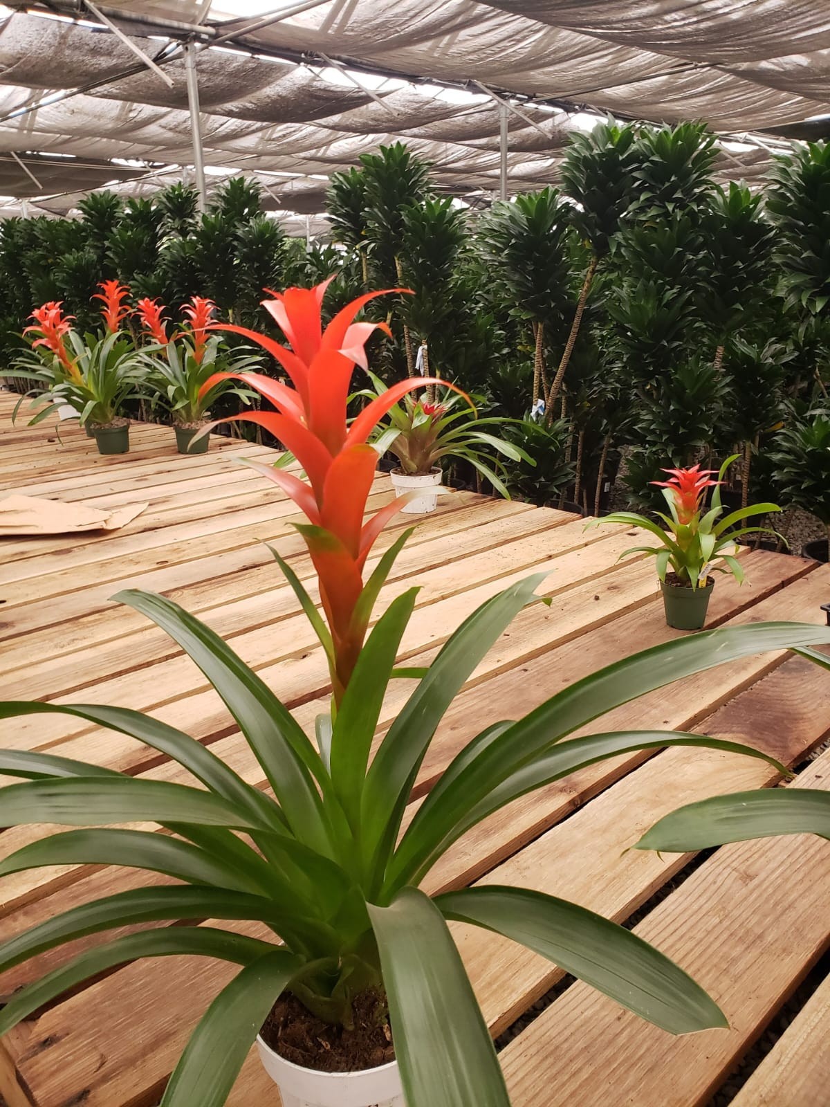 Planting Design 